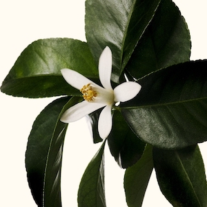 Neroli